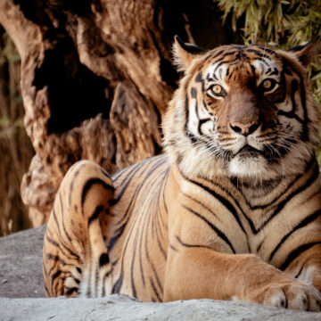 El ZOOLEÓN: cuidado y bienestar animal