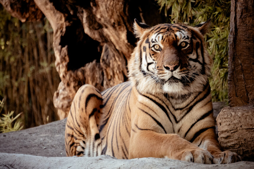 tigre El ZOOLEÓN: cuidado y bienestar animal