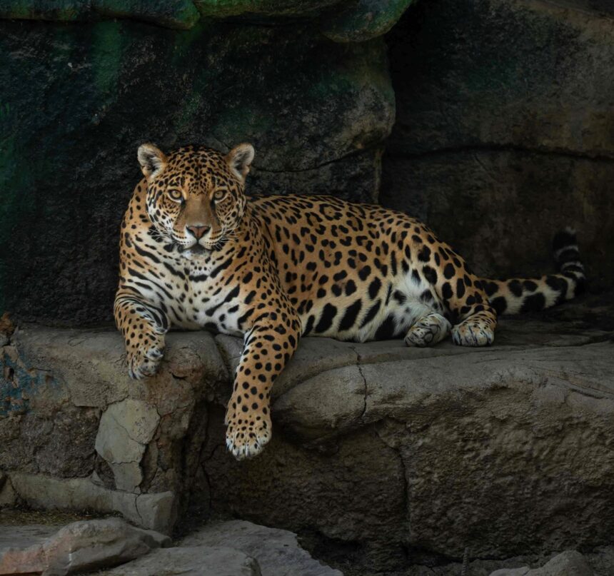 Screenshot Se transforma el ZooLeón en un modelo nacional de conservación y bienestar animal