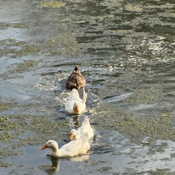 Rescate en el Parque Chapalita: SAPAL envía pipas para salvar el hogar de los patitos