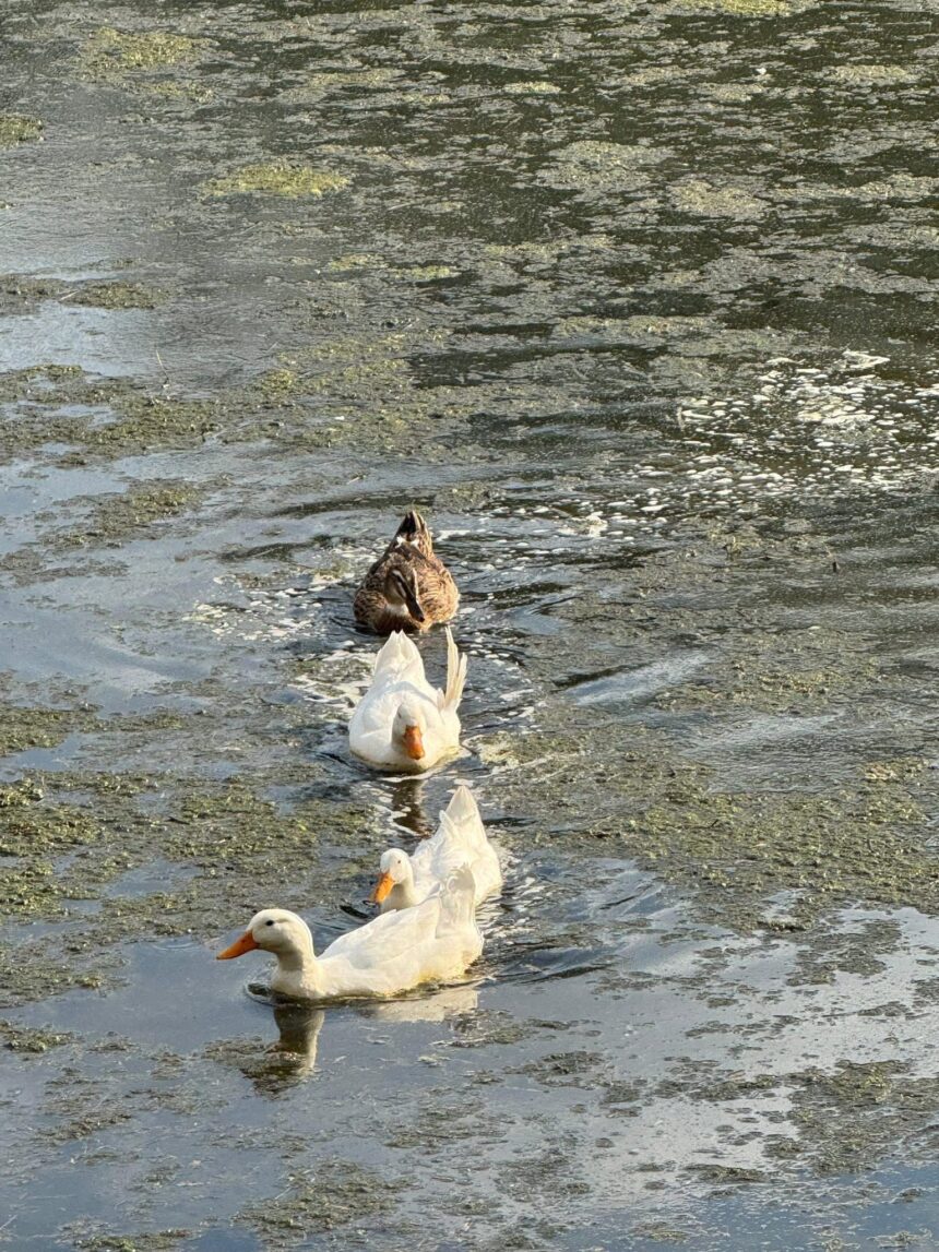 669579969_1006392738384778_387886042189989131_n Rescate en el Parque Chapalita: SAPAL envía pipas para salvar el hogar de los patitos