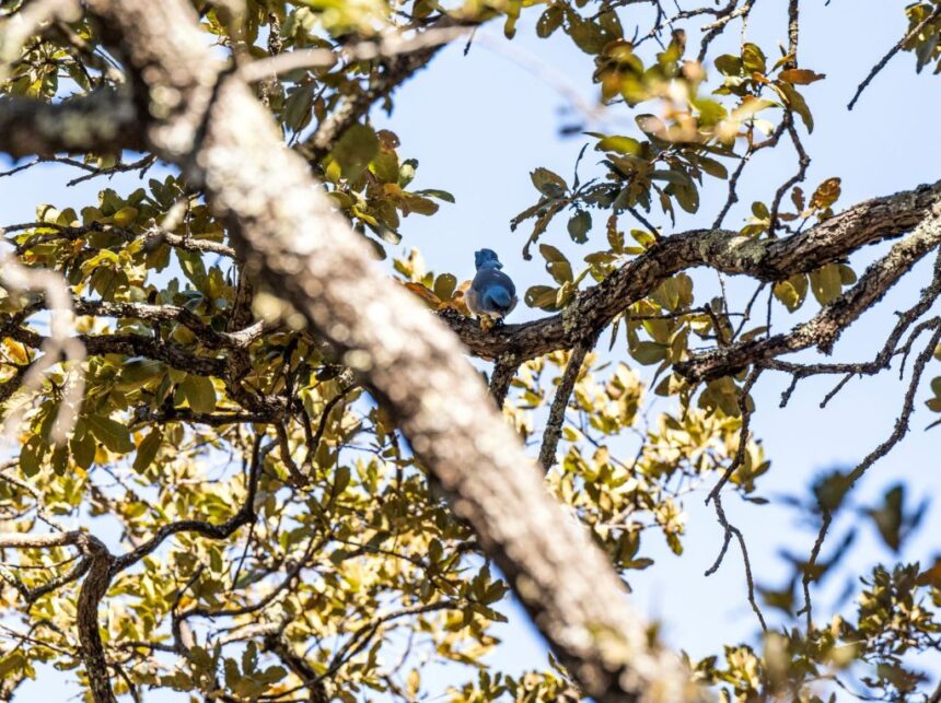 Guanajuato impulsa protección de la biodiversidad local
