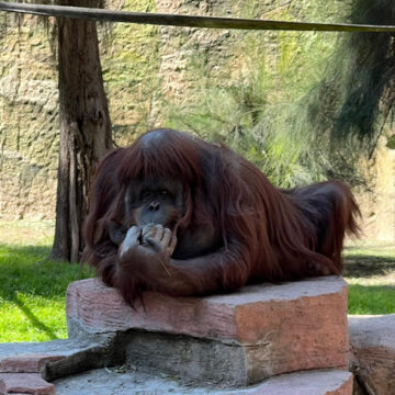 Preocupación en el Zoológico de León: Reportan delicada de salud a la orangutana Tang por carcinoma urotelial