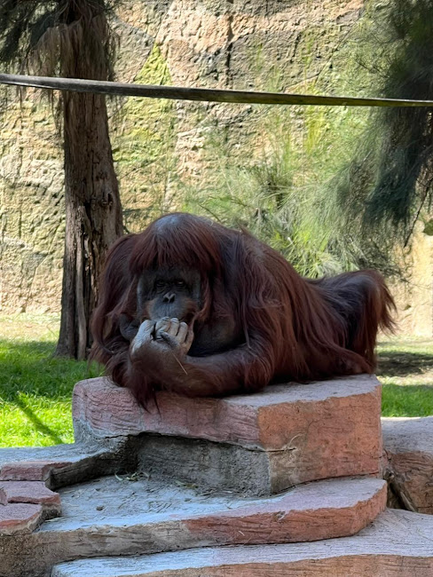 Preocupación en el Zoológico de León: Reportan delicada de salud a la orangutana Tang por carcinoma urotelial