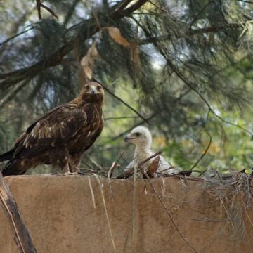 image_7523694 Nace cría de Águila Real en el Zoológico de León; lanzan concurso para elegir su nombre