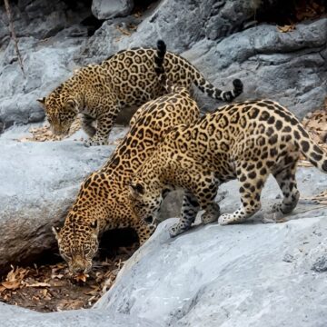 image_78bbd065 CONFIRMAN PRESENCIA DE LAS SEIS ESPECIES DE FELINOS SILVESTRES EN GUANAJUATO TRAS HISTÓRICO AVISTAMIENTO DE JAGUAR