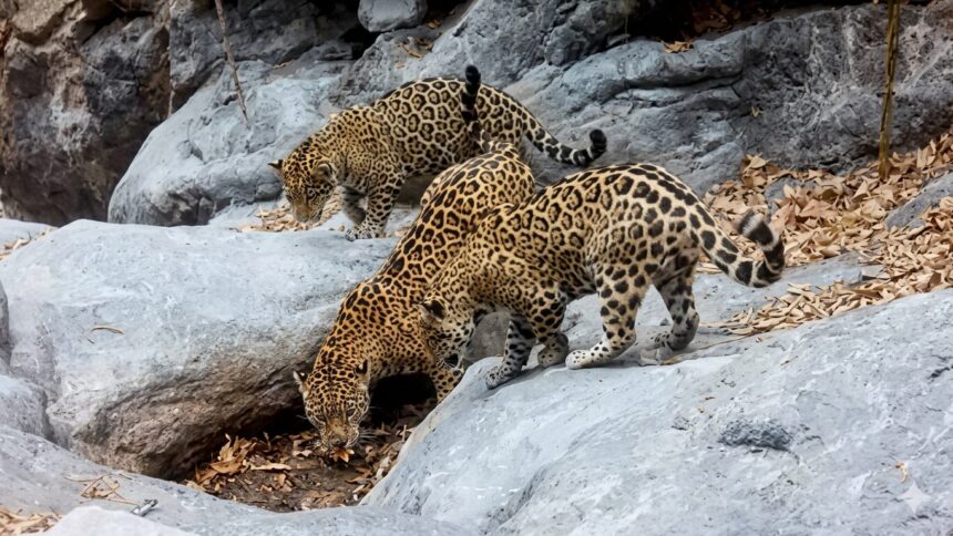 image_78bbd065 CONFIRMAN PRESENCIA DE LAS SEIS ESPECIES DE FELINOS SILVESTRES EN GUANAJUATO TRAS HISTÓRICO AVISTAMIENTO DE JAGUAR