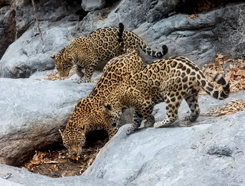 image_78bbd065 CONFIRMAN PRESENCIA DE LAS SEIS ESPECIES DE FELINOS SILVESTRES EN GUANAJUATO TRAS HISTÓRICO AVISTAMIENTO DE JAGUAR
