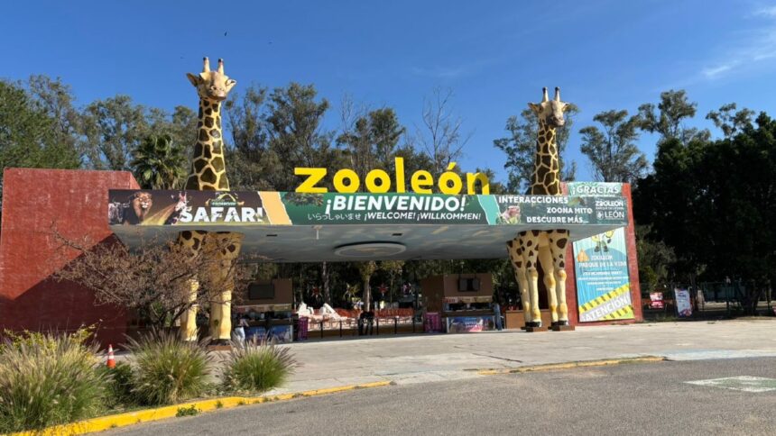 Polémica en el Zoológico de León: Auditoría revela crisis por sobrepoblación y desplome de visitas