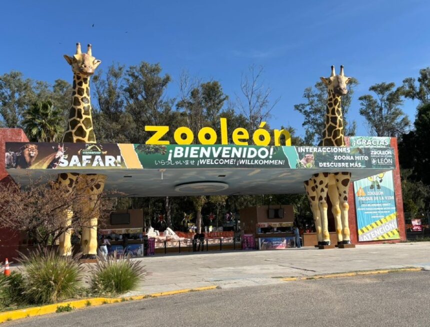 Polémica en el Zoológico de León: Auditoría revela crisis por sobrepoblación y desplome de visitas
