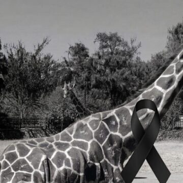 LUTO EN LEÓN: INVESTIGAN TRÁGICO ACCIDENTE QUE COSTÓ LA VIDA A UNA JIRAFA EN EL ZOOLÓGICO LOCAL