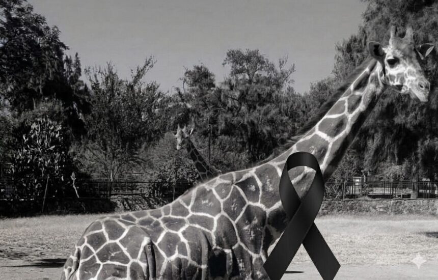 LUTO EN LEÓN: INVESTIGAN TRÁGICO ACCIDENTE QUE COSTÓ LA VIDA A UNA JIRAFA EN EL ZOOLÓGICO LOCAL