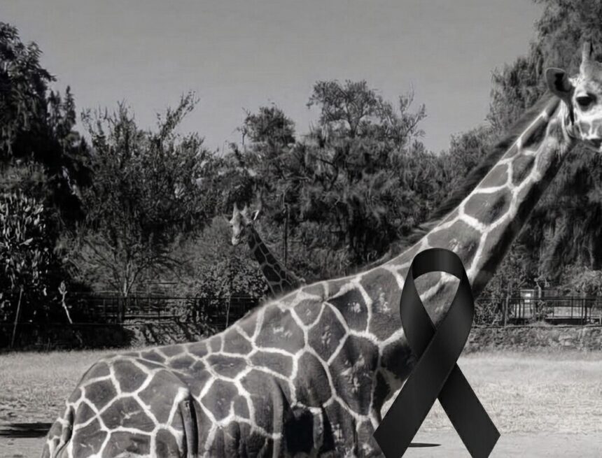 LUTO EN LEÓN: INVESTIGAN TRÁGICO ACCIDENTE QUE COSTÓ LA VIDA A UNA JIRAFA EN EL ZOOLÓGICO LOCAL