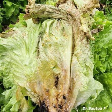 Alerta Sanitaria: Investigan Brote de Diarrea en EE. UU. Vinculado a Lechuga de Guanajuato