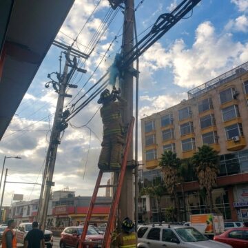Fuerte movilización de bomberos por incendio de palmera en el bulevar Adolfo López Mateos
