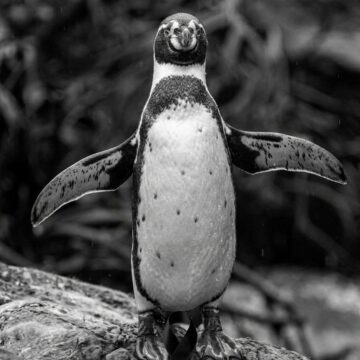 Crisis en el Zoológico de León: Muerte de pingüino «Kowalski» desata alarmas por descuido animal